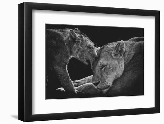 Lion family-Vedran Vidak-Framed Photographic Print