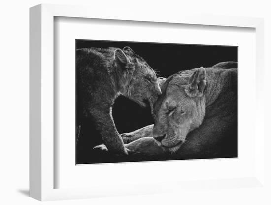 Lion family-Vedran Vidak-Framed Photographic Print