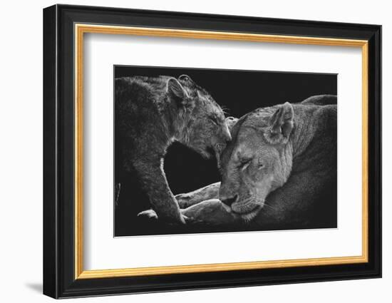 Lion family-Vedran Vidak-Framed Photographic Print