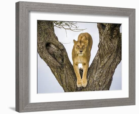 Lion female in fork of tree, Serengeti, Tanzania-Sandesh Kadur-Framed Photographic Print