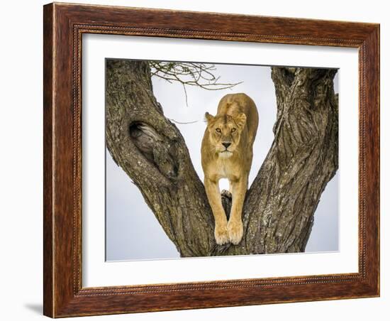 Lion female in fork of tree, Serengeti, Tanzania-Sandesh Kadur-Framed Photographic Print