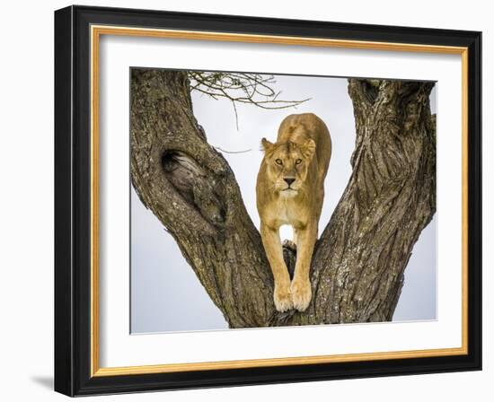 Lion female in fork of tree, Serengeti, Tanzania-Sandesh Kadur-Framed Photographic Print