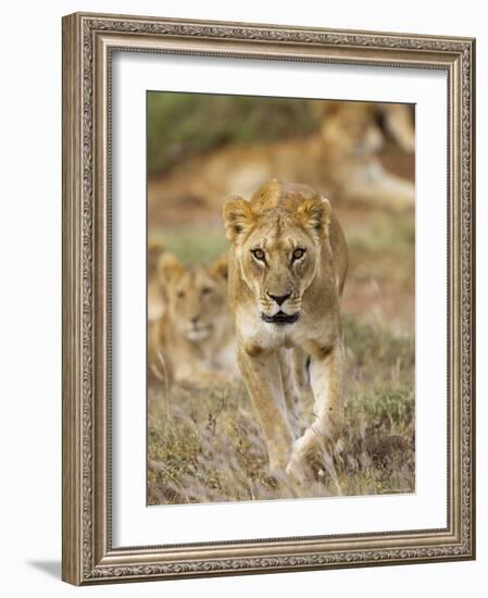 Lion, Female, Laikipia, Kenya-Tony Heald-Framed Photographic Print