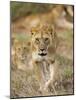 Lion, Female, Laikipia, Kenya-Tony Heald-Mounted Photographic Print