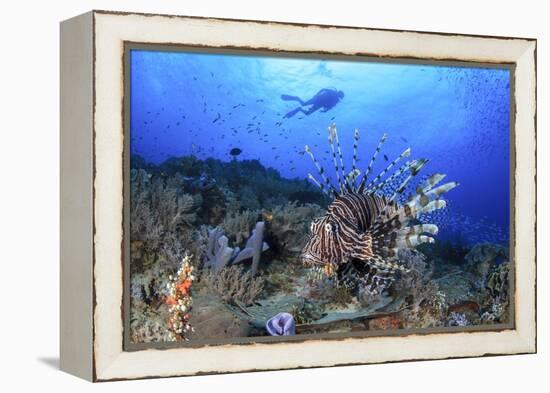 Lion Fish and Scuba Diver-Bernard Radvaner-Framed Premier Image Canvas