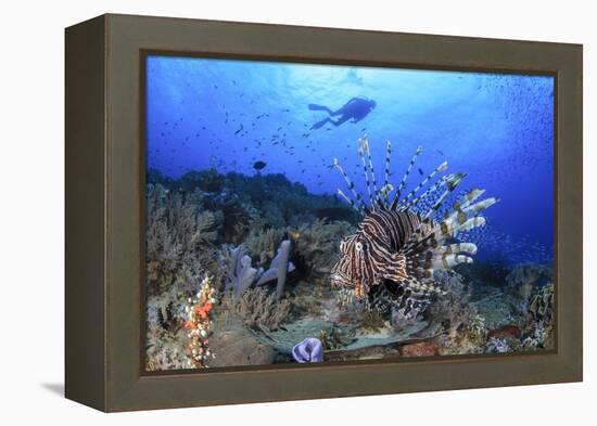 Lion Fish and Scuba Diver-Bernard Radvaner-Framed Premier Image Canvas