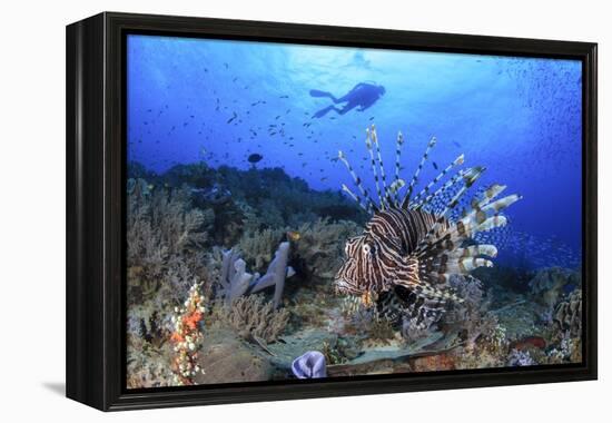 Lion Fish and Scuba Diver-Bernard Radvaner-Framed Premier Image Canvas