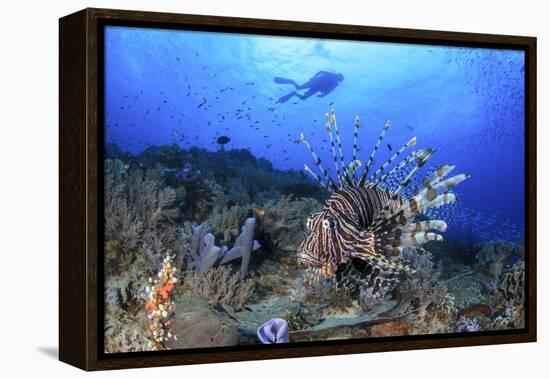 Lion Fish and Scuba Diver-Bernard Radvaner-Framed Premier Image Canvas