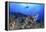 Lion Fish and Scuba Diver-Bernard Radvaner-Framed Premier Image Canvas