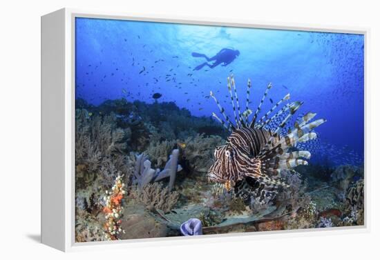 Lion Fish and Scuba Diver-Bernard Radvaner-Framed Premier Image Canvas