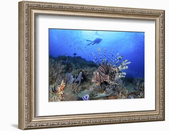 Lion Fish and Scuba Diver-Bernard Radvaner-Framed Photographic Print