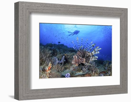 Lion Fish and Scuba Diver-Bernard Radvaner-Framed Photographic Print