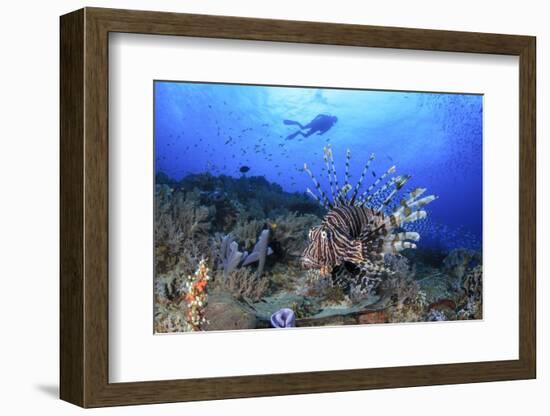 Lion Fish and Scuba Diver-Bernard Radvaner-Framed Photographic Print