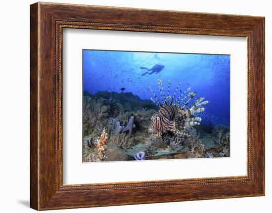 Lion Fish and Scuba Diver-Bernard Radvaner-Framed Photographic Print