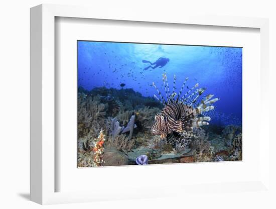 Lion Fish and Scuba Diver-Bernard Radvaner-Framed Photographic Print