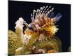 Premium Photographic Print