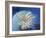 Lion Fish-Durwood Coffey-Framed Giclee Print