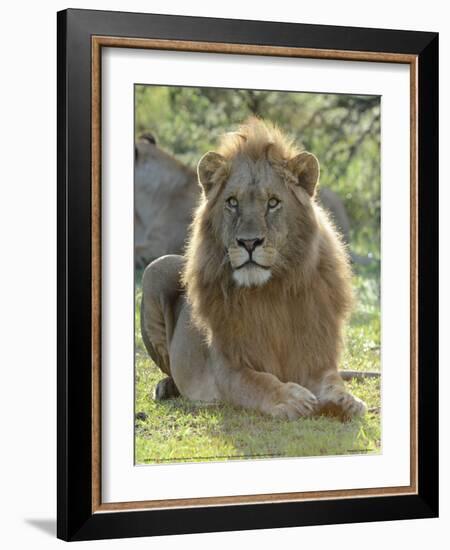 Lion Gaze Full Bleed-Martin Fowkes-Framed Giclee Print