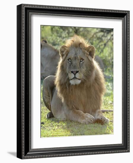 Lion Gaze Full Bleed-Martin Fowkes-Framed Giclee Print