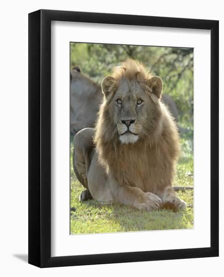 Lion Gaze-Martin Fowkes-Framed Giclee Print