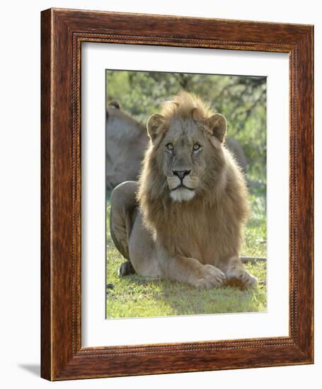 Lion Gaze-Martin Fowkes-Framed Giclee Print