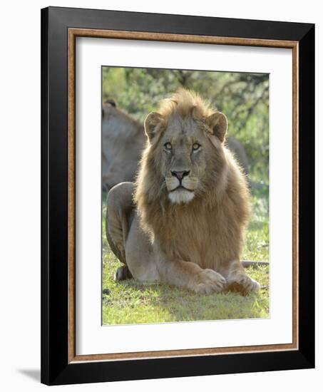 Lion Gaze-Martin Fowkes-Framed Giclee Print