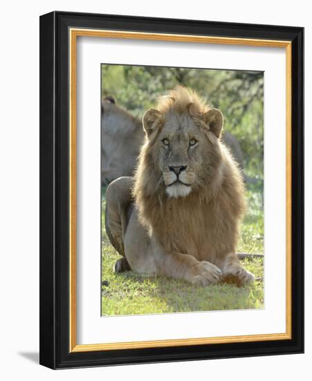 Lion Gaze-Martin Fowkes-Framed Giclee Print