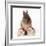 Lion Head Rabbit with Young Wearing Christmas Hat-null-Framed Photographic Print