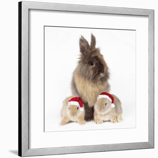 Lion Head Rabbit with Young Wearing Christmas Hat-null-Framed Photographic Print