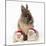 Lion Head Rabbit with Young Wearing Christmas Hat-null-Mounted Photographic Print