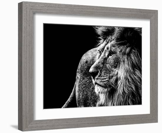 Lion in Black and White-Joerg Huettenhoelscher-Framed Photographic Print