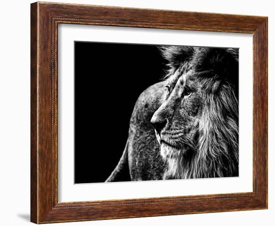 Lion in Black and White-Joerg Huettenhoelscher-Framed Photographic Print