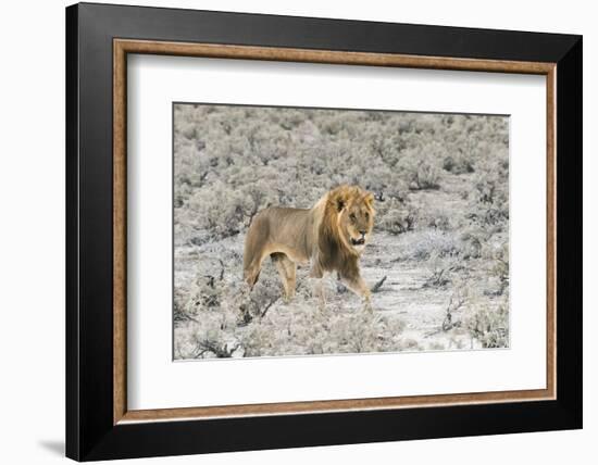 Lion in Etosha National Park. Oshikoto Region, Namibia.-Keren Su-Framed Photographic Print