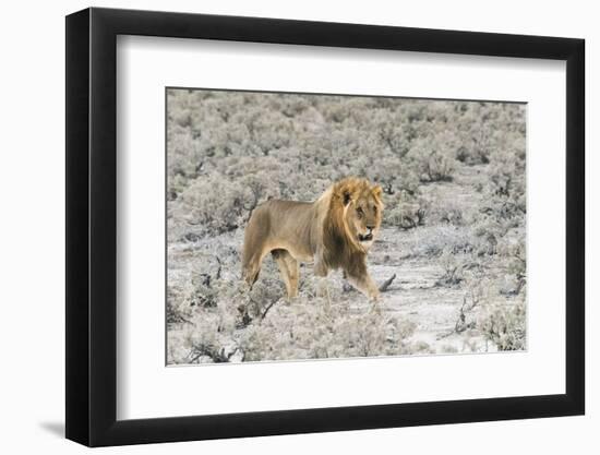 Lion in Etosha National Park. Oshikoto Region, Namibia.-Keren Su-Framed Photographic Print