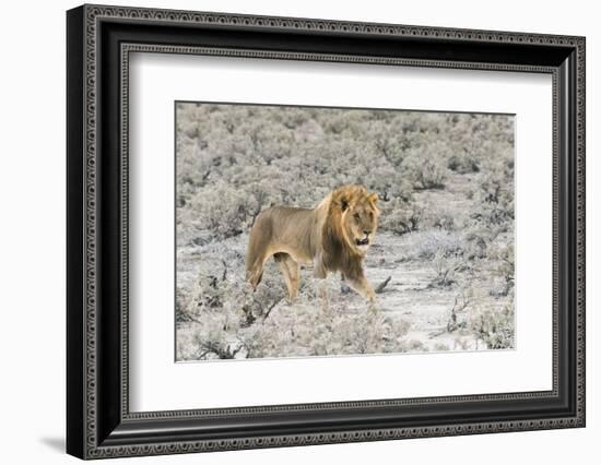 Lion in Etosha National Park. Oshikoto Region, Namibia.-Keren Su-Framed Photographic Print