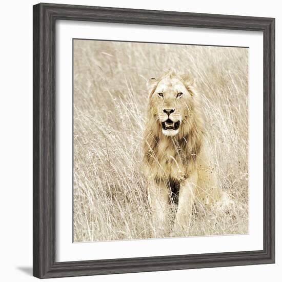 Lion in Kenya-Susan Bryant-Framed Photographic Print