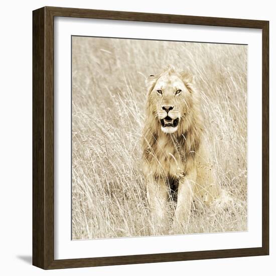 Lion in Kenya-Susan Bryant-Framed Photographic Print