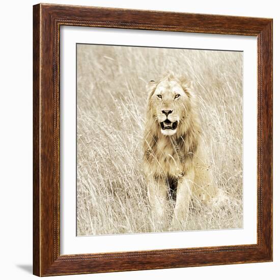 Lion in Kenya-Susan Bryant-Framed Photographic Print