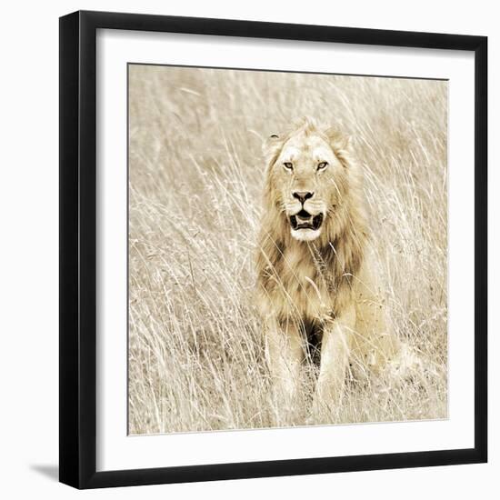 Lion in Kenya-Susan Bryant-Framed Photographic Print