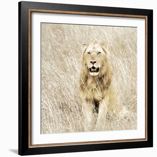 Lion in Kenya-Susan Bryant-Framed Photographic Print