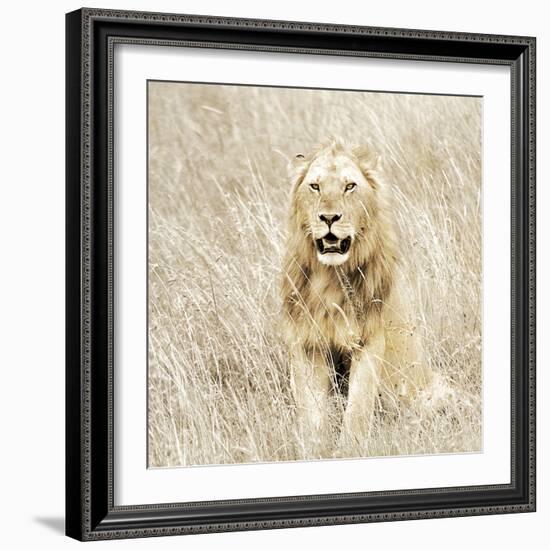 Lion in Kenya-Susan Bryant-Framed Photographic Print