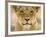 Lion in Kgalagadi Transfrontier Park-Paul Souders-Framed Photographic Print