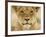 Lion in Kgalagadi Transfrontier Park-Paul Souders-Framed Photographic Print