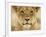 Lion in Kgalagadi Transfrontier Park-Paul Souders-Framed Photographic Print