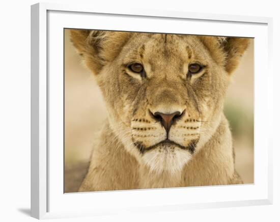 Lion in Kgalagadi Transfrontier Park-Paul Souders-Framed Photographic Print