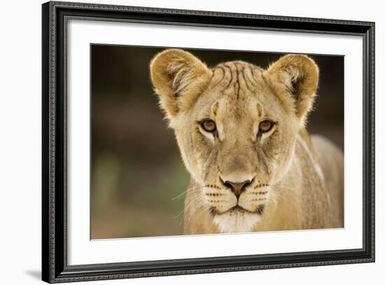 Lion in Kgalagadi Transfrontier Park-Paul Souders-Framed Photographic Print