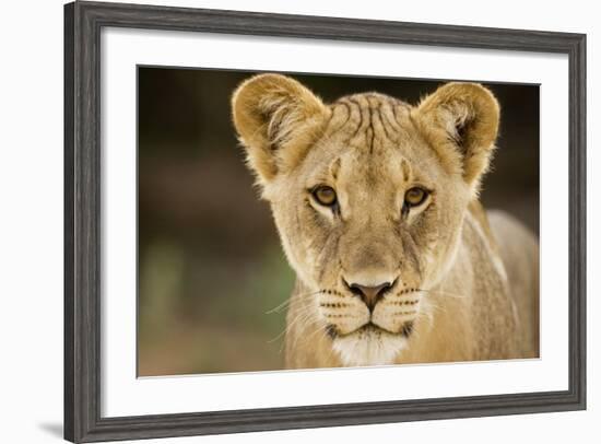 Lion in Kgalagadi Transfrontier Park-Paul Souders-Framed Photographic Print