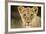 Lion in Kgalagadi Transfrontier Park-Paul Souders-Framed Photographic Print