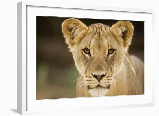 Lion in Kgalagadi Transfrontier Park-Paul Souders-Framed Photographic Print