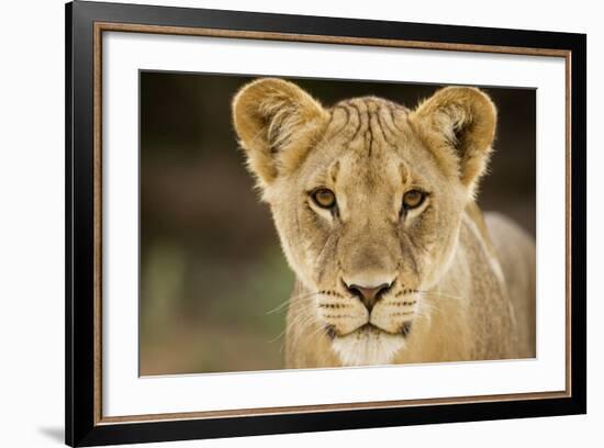Lion in Kgalagadi Transfrontier Park-Paul Souders-Framed Photographic Print